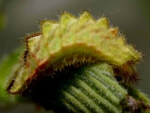 White-letter Hairstreak larva