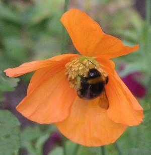 bee on welsh poppy