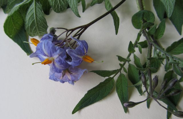 Solanum Vernei