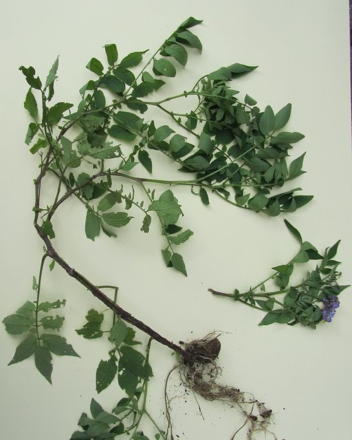 Solanum Vernei