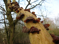 Jews Ear Fungus