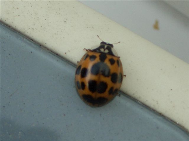 harlequin Ladybird 2