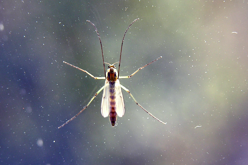 Banded Mosquito.jpg