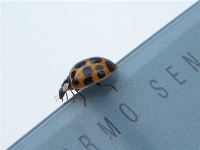 Harlequin Ladybird.jpg