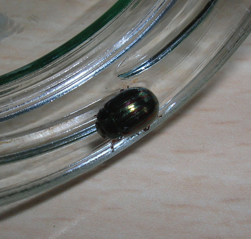 Rosemary Beetle1 by Anne Booths.jpg