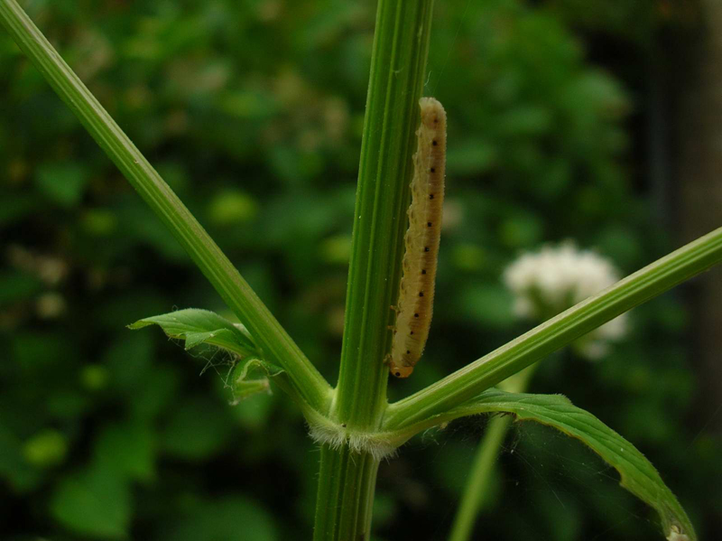 Sawfly Caterpillar.jpg