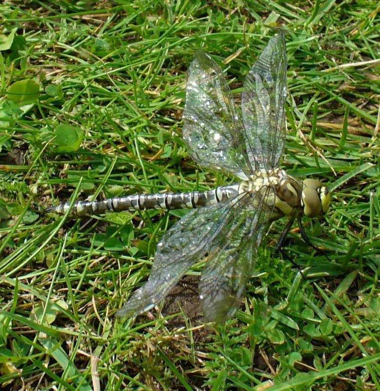Southern Hawker Dragonfly By  Alice.jpg