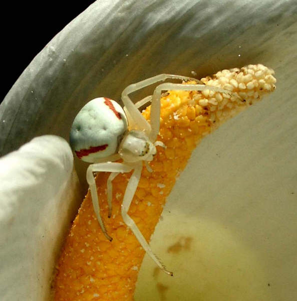 Spider on Arum Lilly by Roy Shannon.jpg