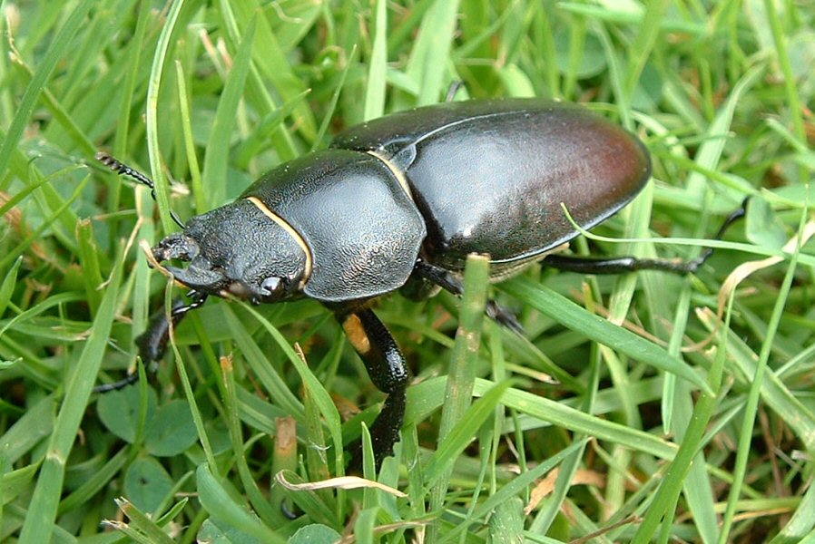 female stag beetle.jpg
