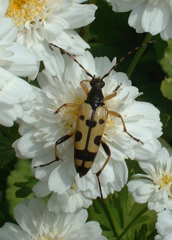 longhorn beetle -Leptura maculata.jpg