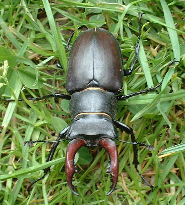 male stage beetle