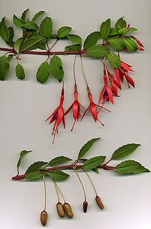 fuchsia magellanica