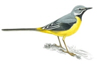 grey wagtail