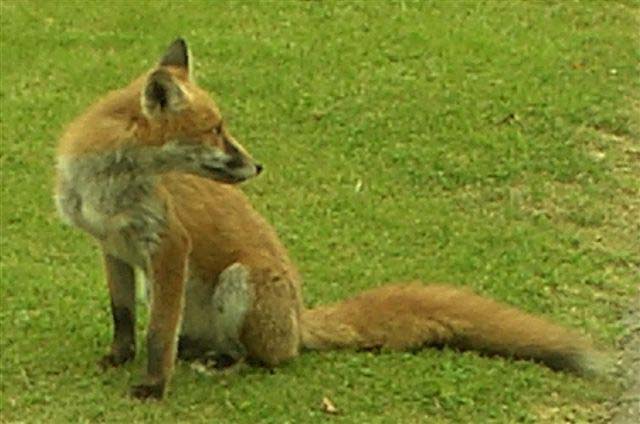 Fox in Earley Garden 2.jpg