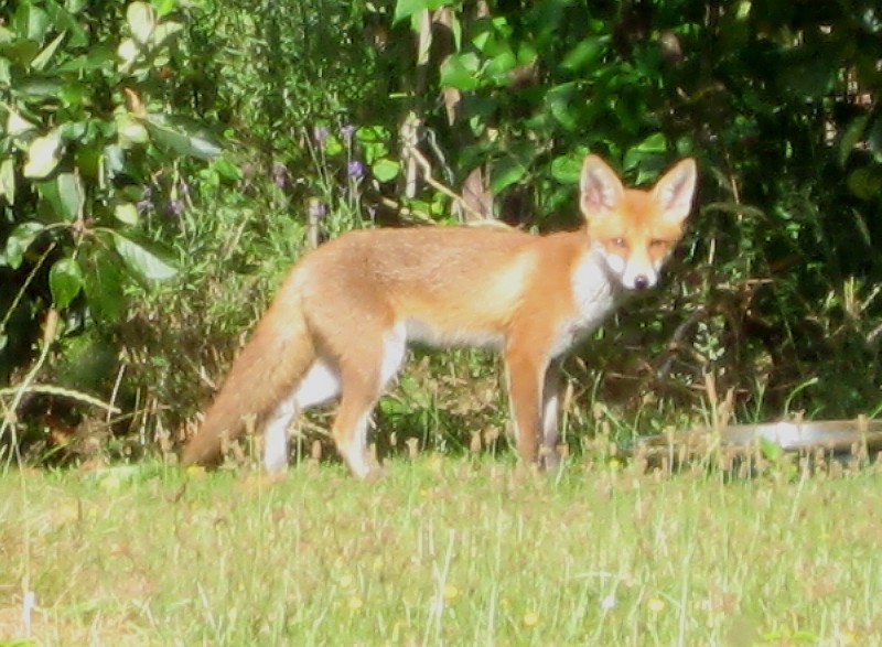 fox1.JPG