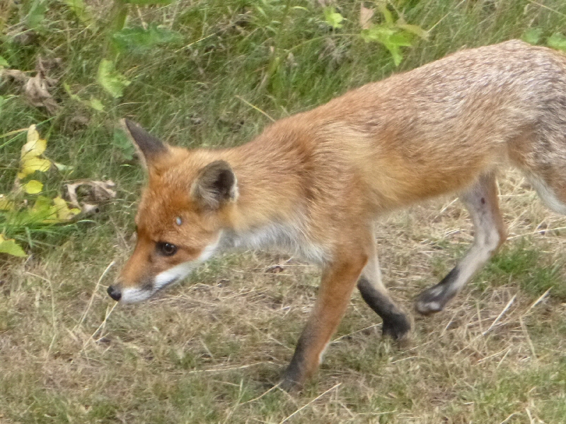 fox_in_Harris_Garden.jpg