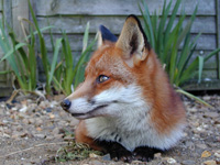 Adult Fox Copyright Martin Hemmington (National Fox Welfare Society)