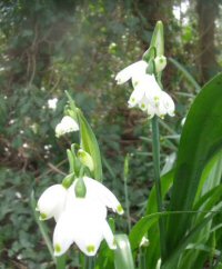 Loddon Lily