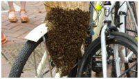 bees on bike