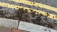 bees on road