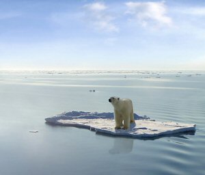 bear on ice