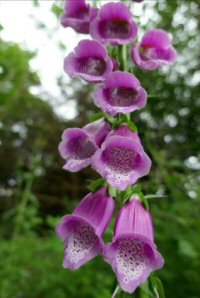 foxglove