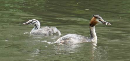 grebes