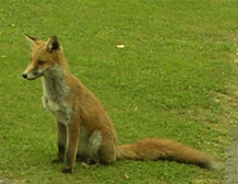 Fox3