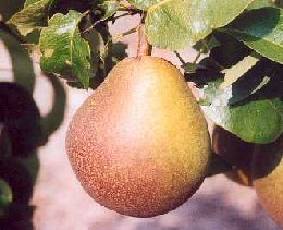 Beurre Hardy pear