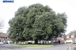 holm oak