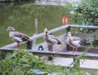 egyptian geese