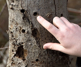 Longhorn Beetle holes in tree