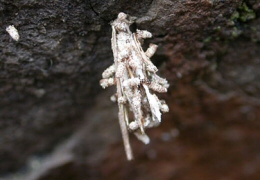 moth pupa