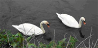 Loddons Mute Swans