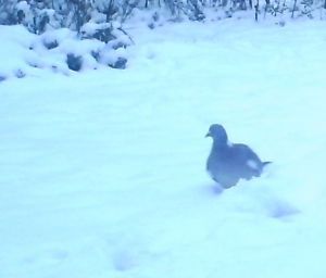 pigeon in snow