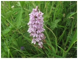 spotted orchid