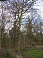 Hornbeam Tree - Click for Larger Image