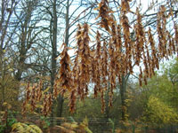 Hornbeam Seeds