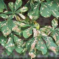 Horse Chestnut