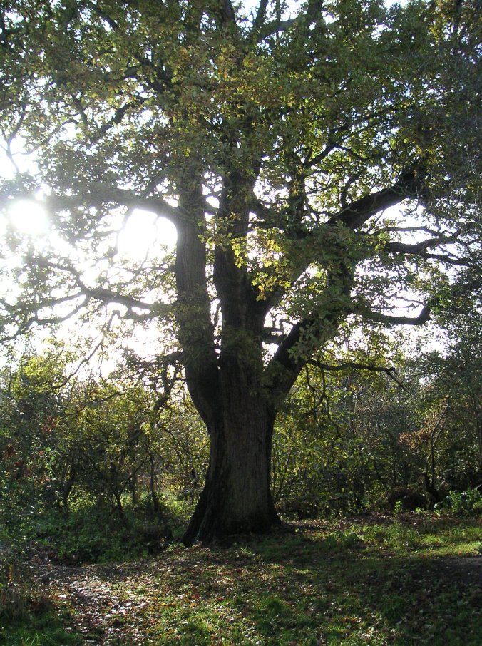 Oak Tree Earley Lower Woods.jpg