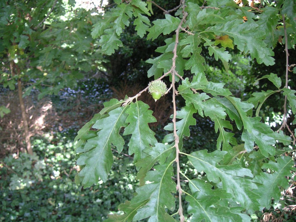 Turkey oak Quercus cerris.JPG