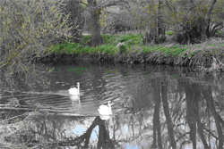 Loddon Swans