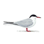 RSPB Common Tern