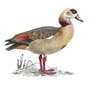 RSPB Egyptian Goose