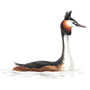 RSPB Great Crested Grebe
