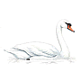 RSPB Mute Swan
