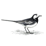 RSPB Pied Wagtail