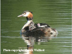Great Crested Grebes with chicks