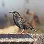 Starling - Click for more details