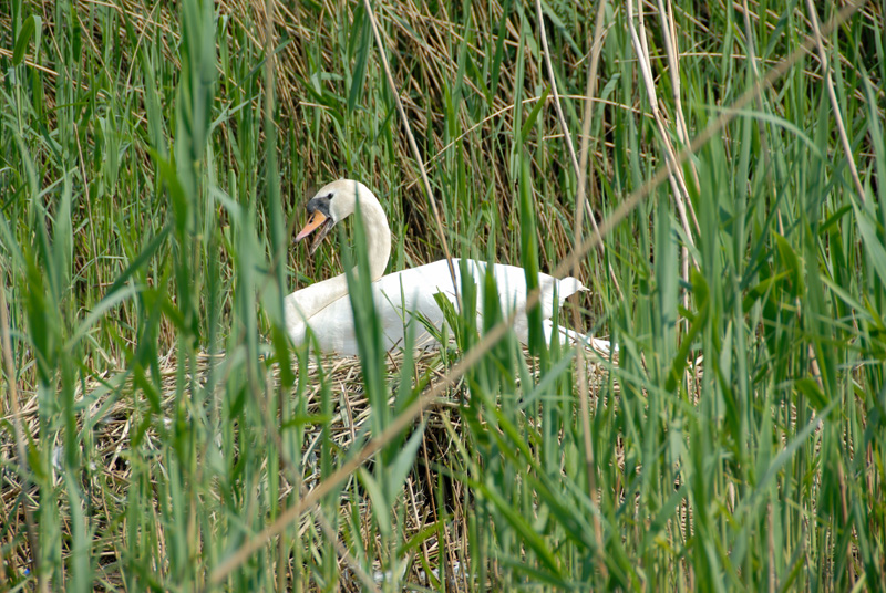 04 Nesting  Swan.jpg